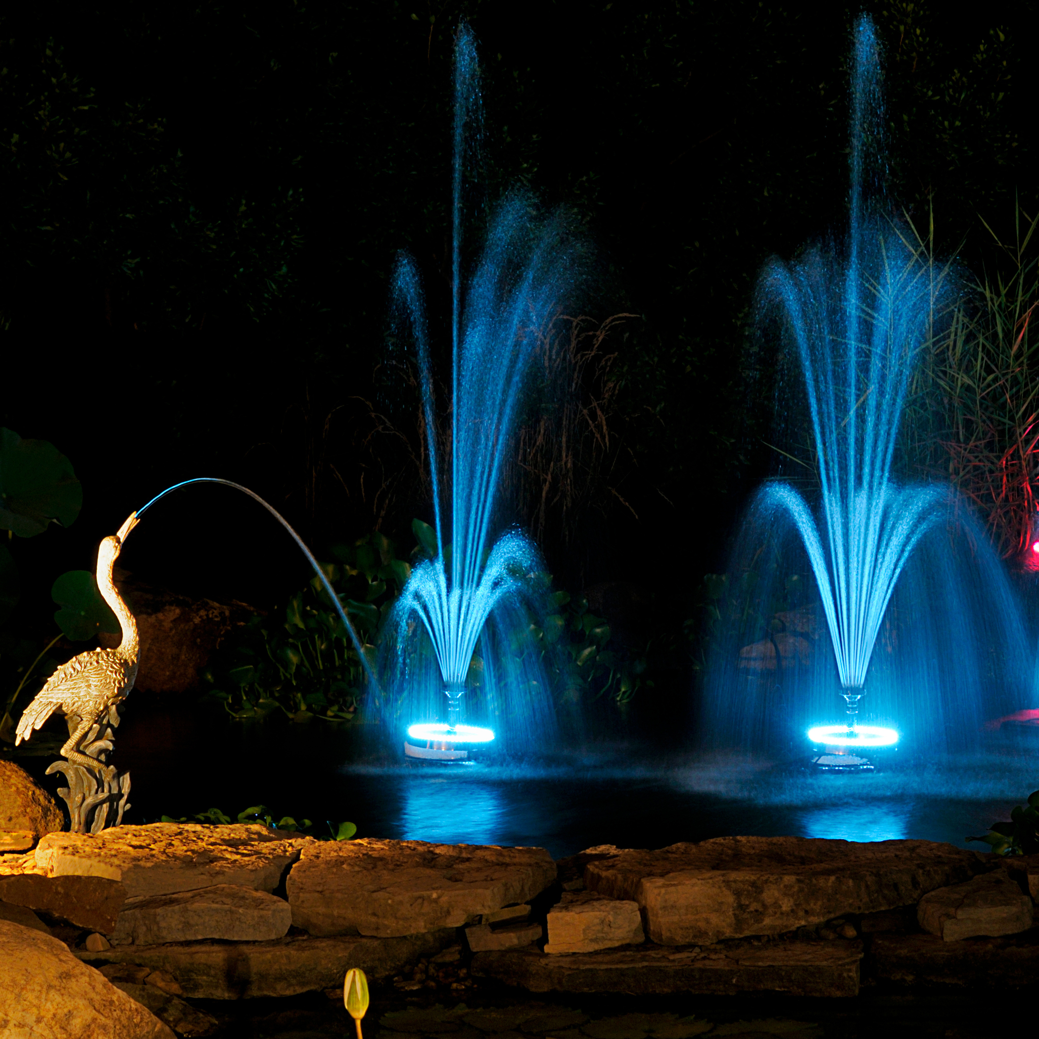 A pond in the evening lit up with three fountains on display in the background and a great blue herron spitter fountain in the foreground